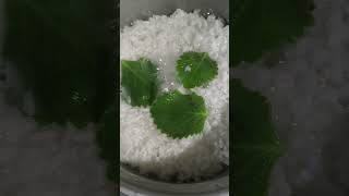 Origano para sa sipon Pag bago lang ang siponito ang pinapa inom ko organicherbalgamotsasipon [upl. by Aihsital768]