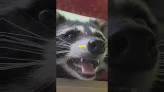 Racoon in your Yard should you worry Animal Racoon yard House Home racoons [upl. by Ruamaj589]