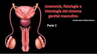 Sistema genital masculino Parte 3 2023 [upl. by Ahkos]