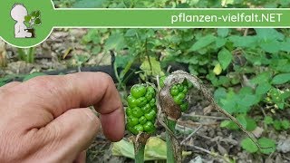 Gefleckter Aronstab  Unreife Früchte  300518 Arum maculatum  Giftige Wildpflanzen bestimmen [upl. by Eiznekcam]