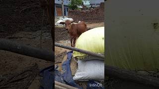 Nasal of gir heaferPKvillagevlogviralvideovillagefoodvillagedairyfarmfunnyvideofarming [upl. by Waki]