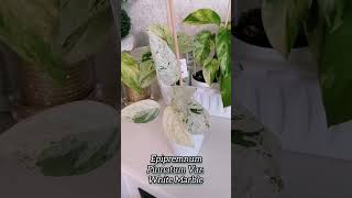 Эпипремнум Пиннатум Epipremnum Pinnatum цветы epipremnum pothosplant растения myplants garden [upl. by Ydor]