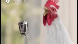 Le coq qui chante [upl. by Letniuq915]