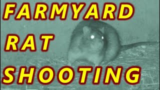 FARMYARD RAT SHOOTING  Air Arms amp BSA [upl. by Aicad656]