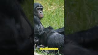 The Role of Play in Gorilla Communication More Than Just Fun  Gorilla Social Behavior [upl. by Htennek446]