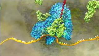 DNA Translation HHMI [upl. by Jankey]