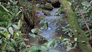 rio subterrâneo entocado em meio a natureza bruta e selvagem selva [upl. by Meehan]