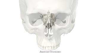 Neurocranium Ethmoid bone [upl. by Lavena]