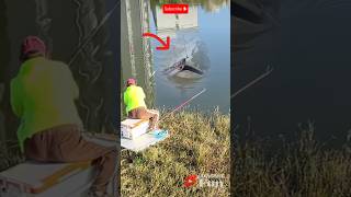 AMAZING FISHING IN THE ESTUARY Caught A GIANT CATFISH [upl. by Klump]