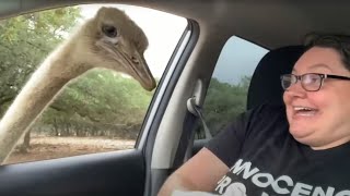 The FUNNIEST Animal Videos of 2023 🤣  BEST Compilation [upl. by Eciuqram]