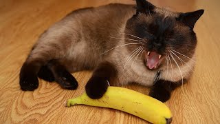 😂 Funniest Cats and Dogs Videos 😺🐶  🥰😹 Hilarious Animal Compilation №376 [upl. by Winzler]