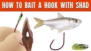 How To Bait A Hook With Shad For Catfishing [upl. by Yehtomit]