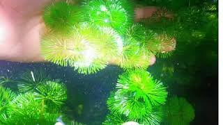 Cabomba Green Aquatic Plants  Strategies on how to grow more [upl. by Arivle926]