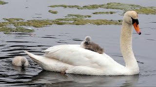 Mute Swan Cygnet on Mothers Back [upl. by Eaver]