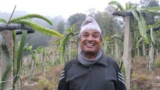 Dragan food farming in Bhojpur Nepal [upl. by Green370]