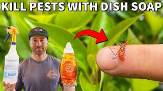 How To Kill Insects INSTANTLY With Dish Soap Spray [upl. by Rhyner333]