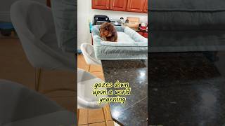 Evolution of Maximus the Mighty Chiweenie Pt175 [upl. by Idnarb]