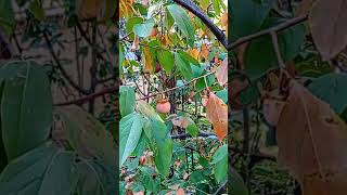 😲Diospyros kaki în octombrie🏵️playlist grădini înflorite 312 video [upl. by Avrit]