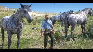 RDR2 Brindle Thoroughbred in Early Chapter2 and Tons of them [upl. by Auod]