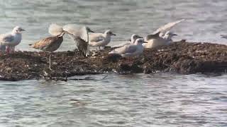 High Tide Wader Roost RSPB Rainham Marshes 200924 [upl. by Anikal]