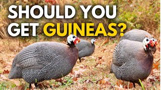 Guinea Fowl Homesteading Heaven or Hell [upl. by Milon398]