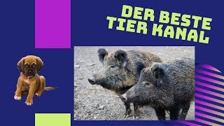 Wildschweine im Wald bei der Brunft [upl. by Naeloj]