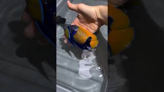 Beautiful Marine Fish 🐠  Majestic Angelfish 🐟shorts petsvlog fish marine yputubeshorts [upl. by Aiva431]