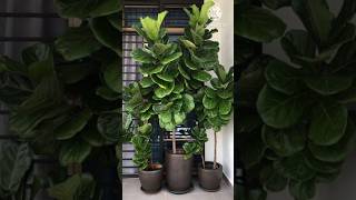 10 Best Large House Plants Tall Indoor Plants plants summer gardenplants indoorplants shorts [upl. by Aderfla]