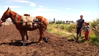 Agricultura al Día  Caballos los compañeros del agro colombiano [upl. by Rosinski]