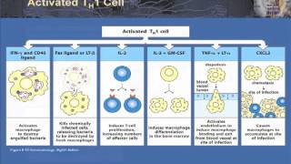 T Cell Effector Function Part 1  TH 1 and 2 in Granulomatous Infection Autoimmunity and Allergy [upl. by Niatsirhc773]