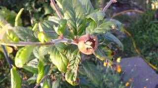 Iranian Medlar The Best Medlar for Your Garden [upl. by Releehw]