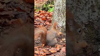 Kleines eichhörnchen in der waldschlucht und der junge eichelhäher auf der waldlichtung 2911 [upl. by Aoht]