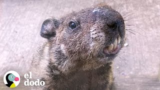 Marmota lleva a su hijo a visitar a su mejor amigo humano  El Dodo [upl. by Jankell519]