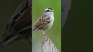 The Whitecrowned Sparrows Vigorous Song  Bird Sounds shorts [upl. by Geer520]