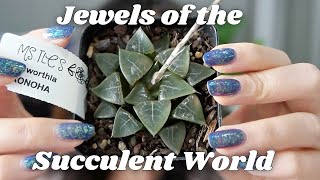 Haworthia Collection Video  8 Haworthia Hybrids  Window Haworthia Care Tips [upl. by Jeannette]