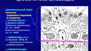 Мужская половая система 1 Яички [upl. by Centonze]