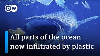 88 of marine species affected by severe plastic pollution  DW News [upl. by Nasho]