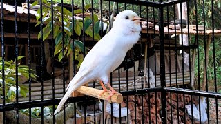 A Special Waterslager Canary Singing For Training [upl. by Raynor]