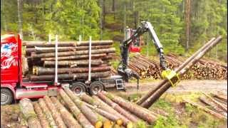 New Scania R560 loading timber [upl. by Notlim594]