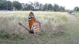 Monarch Butterfly Attacked by Spider [upl. by Archer]