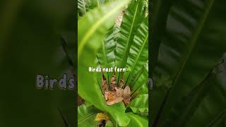 Birds nest fern ☘️shorts shortsvideo grazieofficialph [upl. by Ennazor]