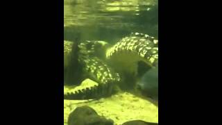 Crocodylus niloticus mating [upl. by Wickham]