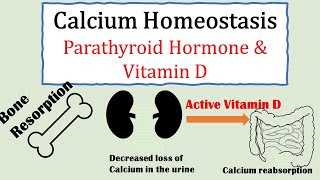 Calcium homeostasis Parathyroid hormone and Vitamin D [upl. by Assenej146]