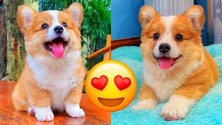 Corgi — Adorable And Hilarious Videos And Tik Toks Compilation [upl. by Lazar]