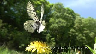 庭のウスバシロチョウ Parnassius citrinarius in my butterfly garden [upl. by Garv]