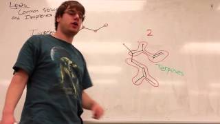 Lipids Part 1  Common Structures and Isoprenes [upl. by Nylarak]