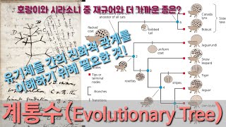 진화론 이해하기 9 계통수Evolutionary Tree 이해하기 feat 계통발생학 [upl. by Drhacir441]