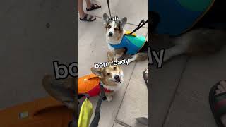 Corgis go kayaking part 1 [upl. by Aubree]