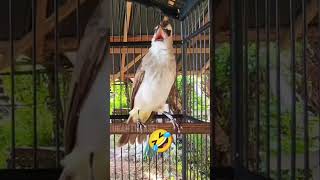 Trucukan mbeset birds aviarysederhana aviarydepanrumah aviaryminimalis aviaryalam [upl. by Etnovaj]