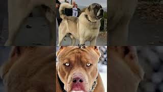 Pitbull vs Kangal vs Caucasian shepherd dogfights [upl. by Streeter]